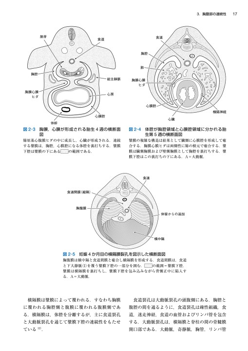 マイヤース腹部放射線診断学 発生学的・解剖学的アプローチ』立ち読み
