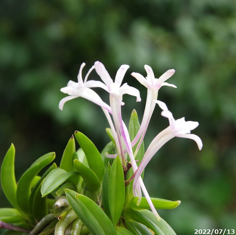 山野草の石田精華園 / 富貴蘭