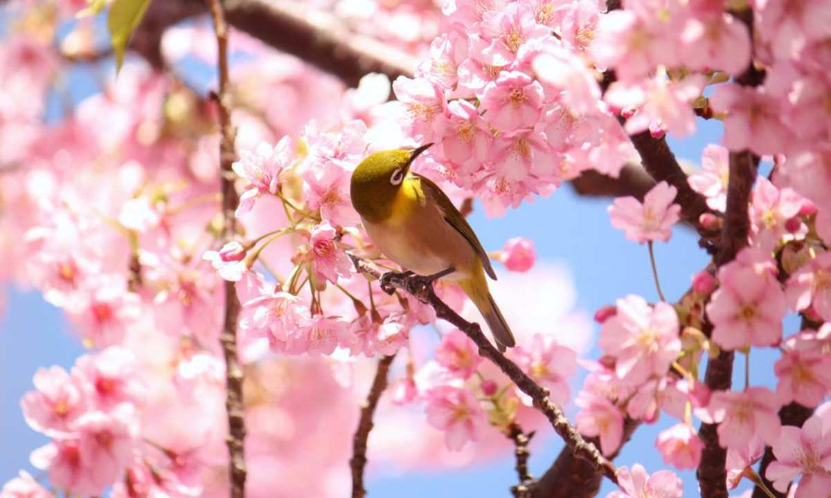 河津桜まつりで華やかな春を嗜む | 伊東小涌園【公式】