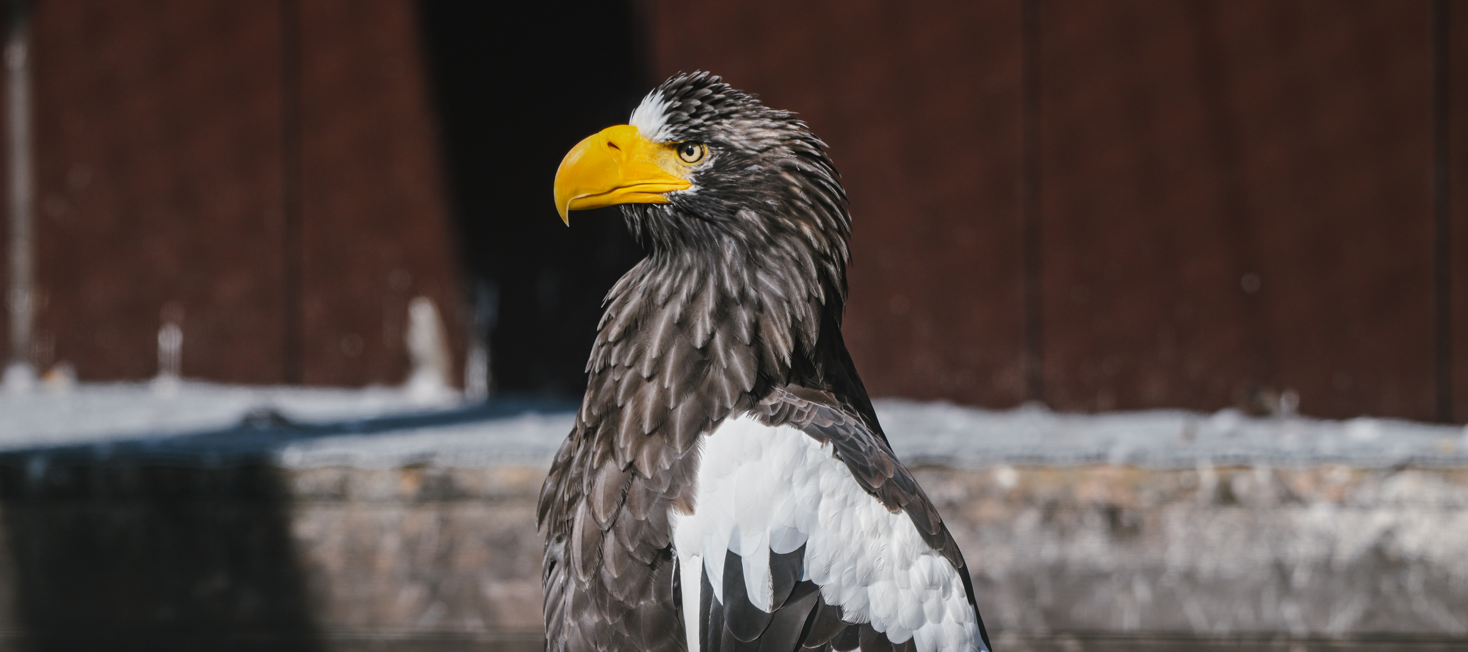 いきもにあ2025″出展のお知らせ】 - 猛禽類医学研究所