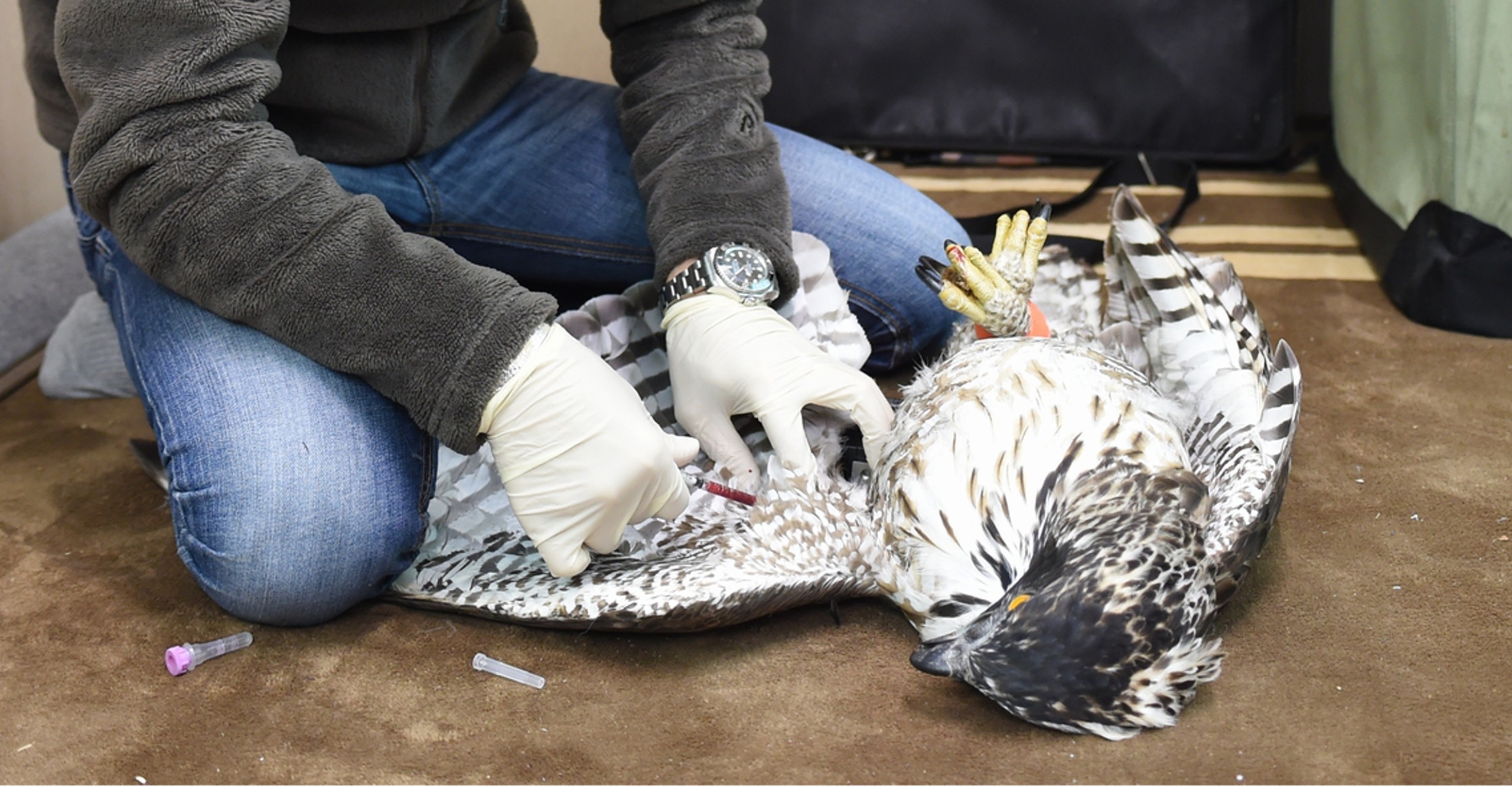 あにまる・ハッピー・マーケット2025″出展のお知らせ】 - 猛禽類医学研究所