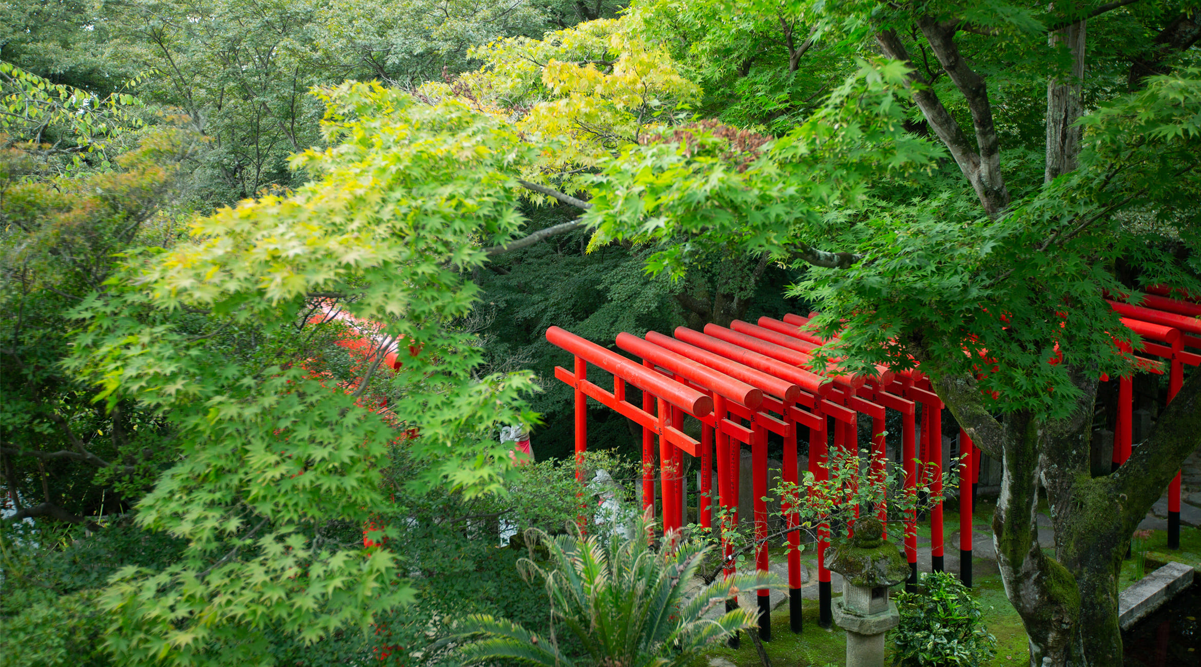 東山梅苑は開苑中です ｜ 学問の守り神 岩津天神