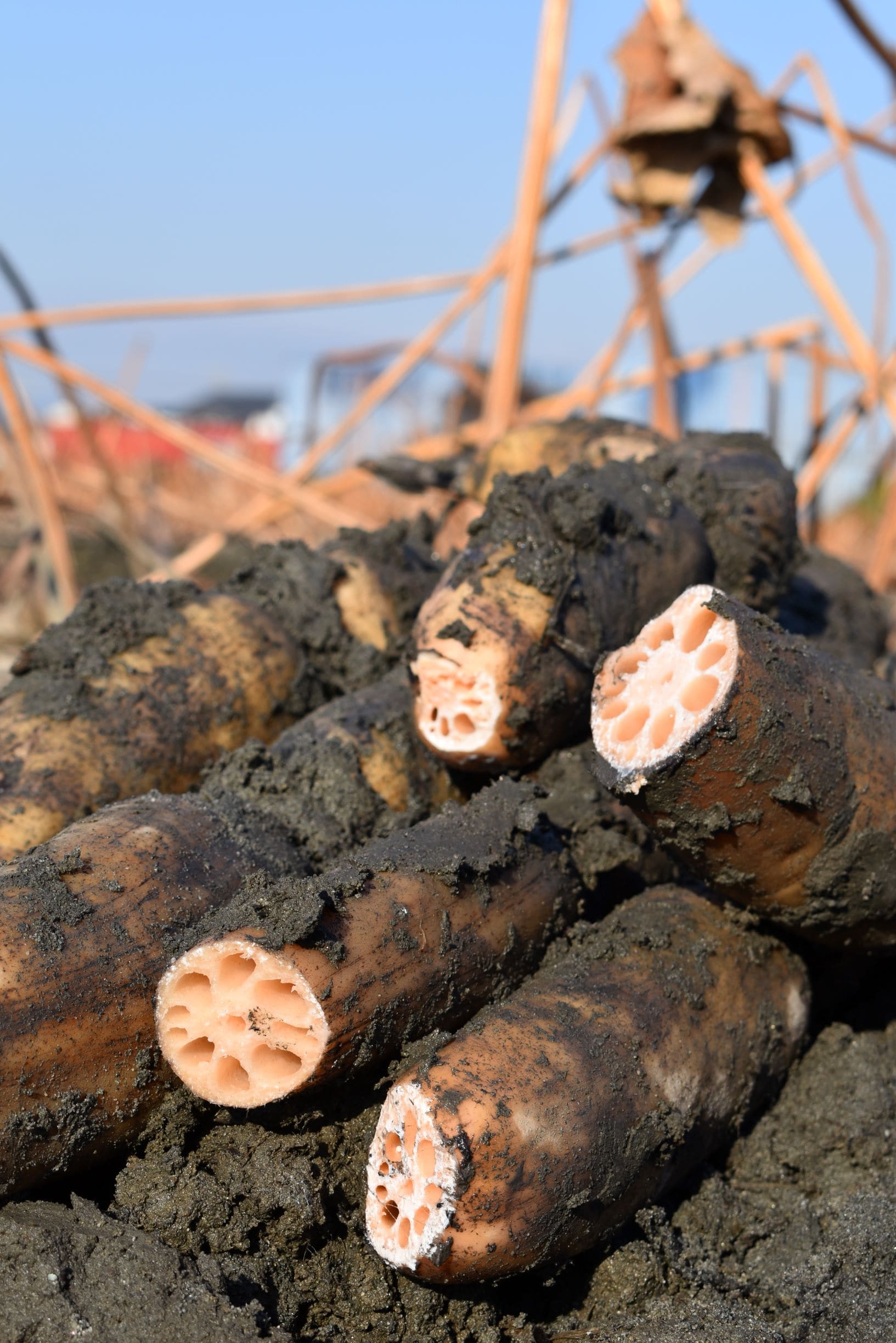 贈答用れんこん 2本入り（愛知県愛西市産）: あいちゴコロ|【JA