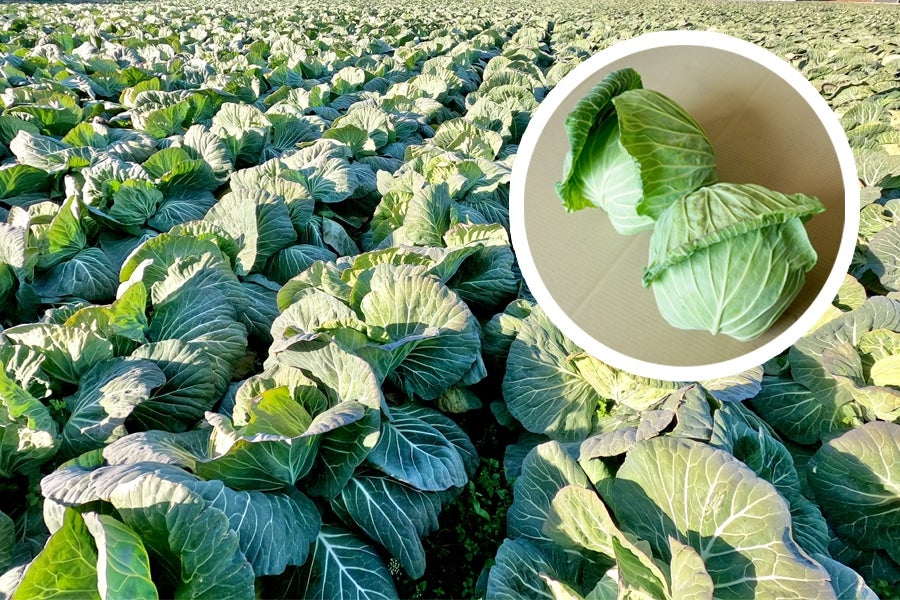 遠中 天使のキャベツ 8玉｜高糖度キャベツ 静岡県産: 遠州中央どっさり