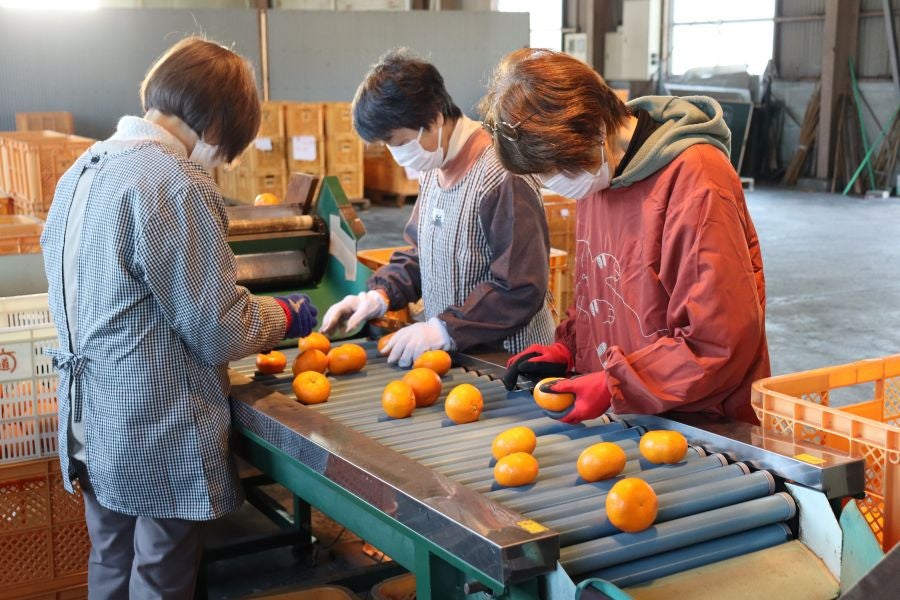 防府市産 天神みかん 約3kg: 正直やまぐち|【JAタウン】産地直送