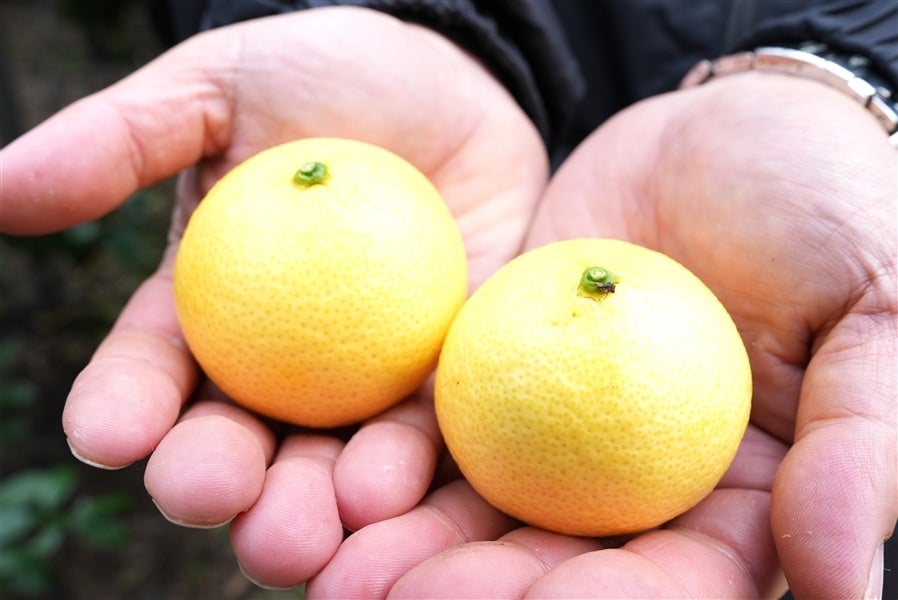 湘南ゴールド（約3kg）MSサイズ: JA全農かながわ|【JAタウン