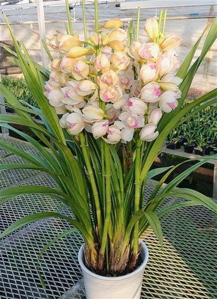 ペ*コ様 【特選】　洋蘭　シンビジューム　7寸4本立ち 陶器鉢 ペ*コ様 【特選】 洋蘭 シンビジューム 7寸4本立ち 陶器鉢 - メルカリ