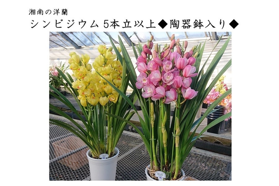 洋蘭　オーダー　シンビジューム　7寸陶器鉢 シンビジューム アーチ 7号陶器鉢 3本立 リボンの騎士 リボンノキシ