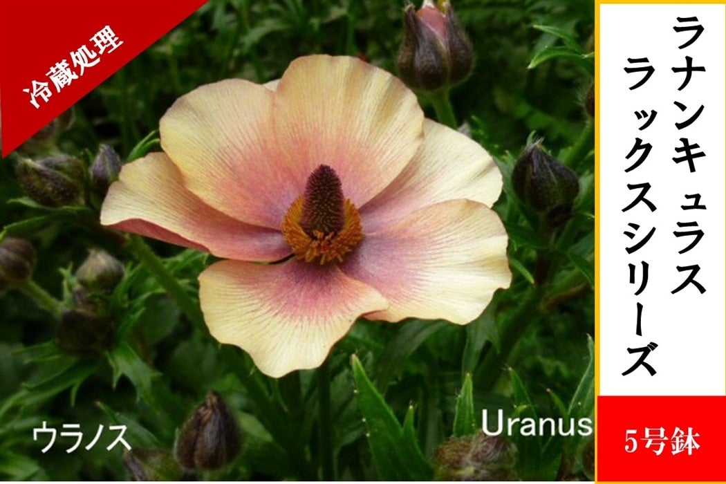 希少品種ラナンキュラスラックス ポスポロス 鉢花5号 50cm 現物発送