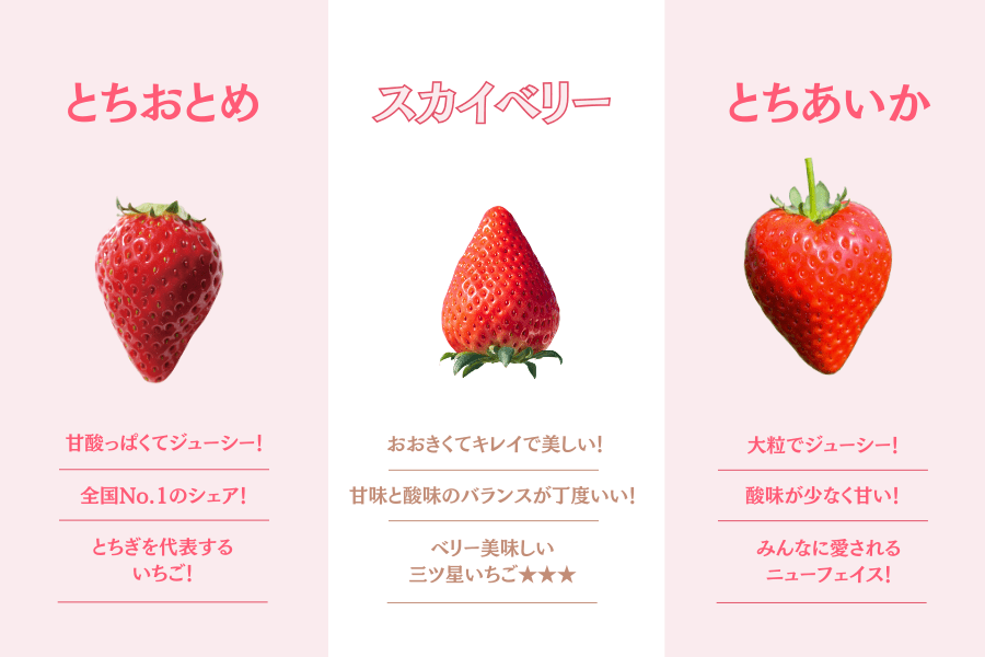 苺 スカイベリー (約280g×2パック/1箱） 栃木県JAうつのみや産: とちぎ