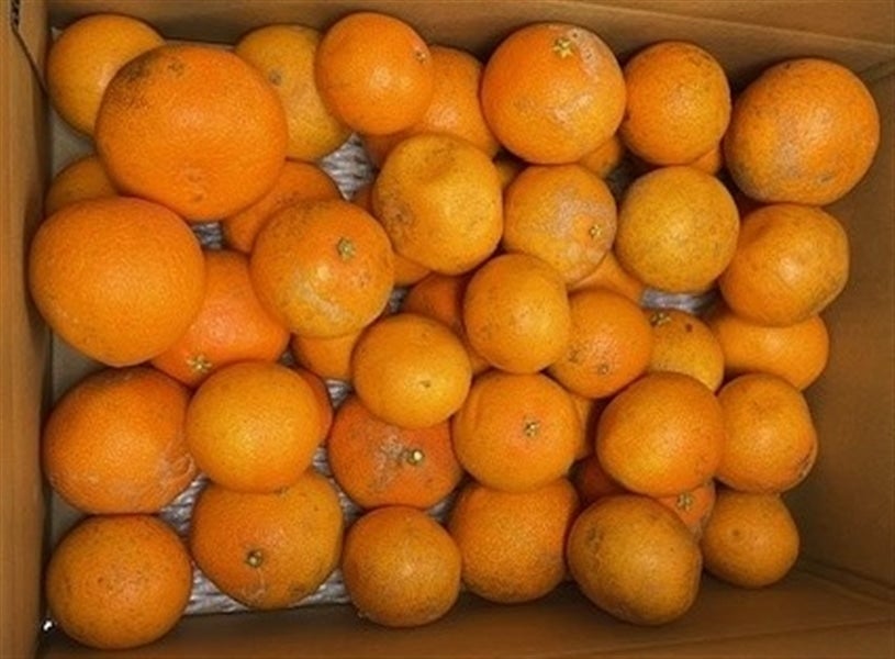 愛媛オリジナル柑橘「愛媛果試第28号」約7．5kg（ご家庭用わけ