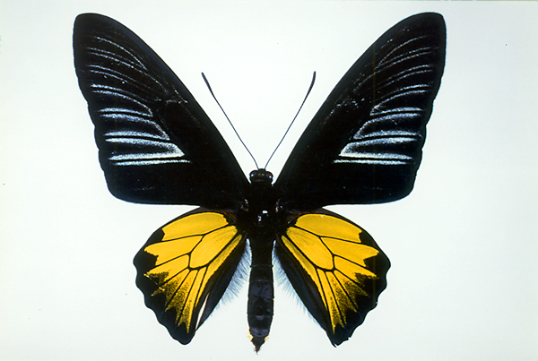 アゲハチョウの仲間／世界の珍奇・美麗昆虫 -- 公益社団法人農林水産