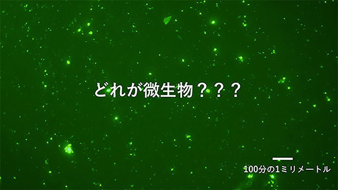 この中に微生物は何個いる？「1億年生きている微生物」発見記