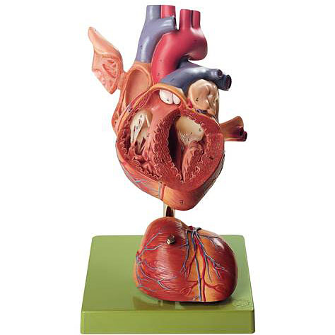 人体模型 心臓/4分解 ソムソ社