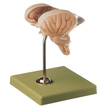 人体模型 脳幹模型 ソムソ社