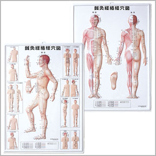 3Dチャート 鍼灸経絡経穴図(2枚セット)