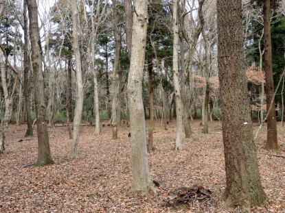 樹木図鑑(クヌギ)