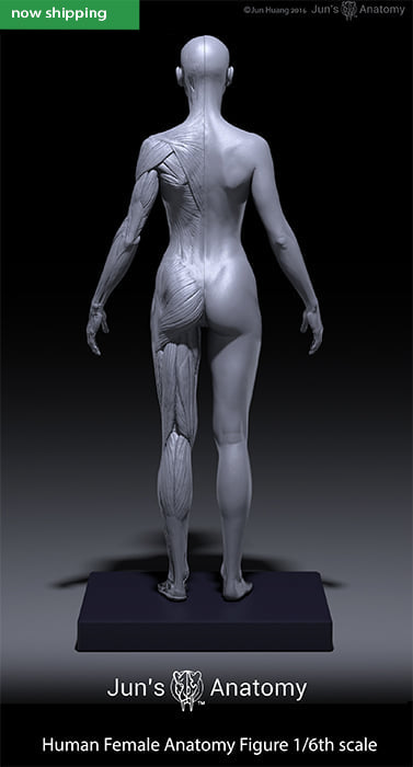 Human Female Anatomy Figure 1/6th scale – Jun's anatomy