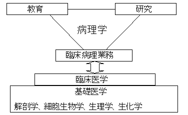 人体病理病態学講座【人体病理病態学】｜講座・研究室｜医学研究科