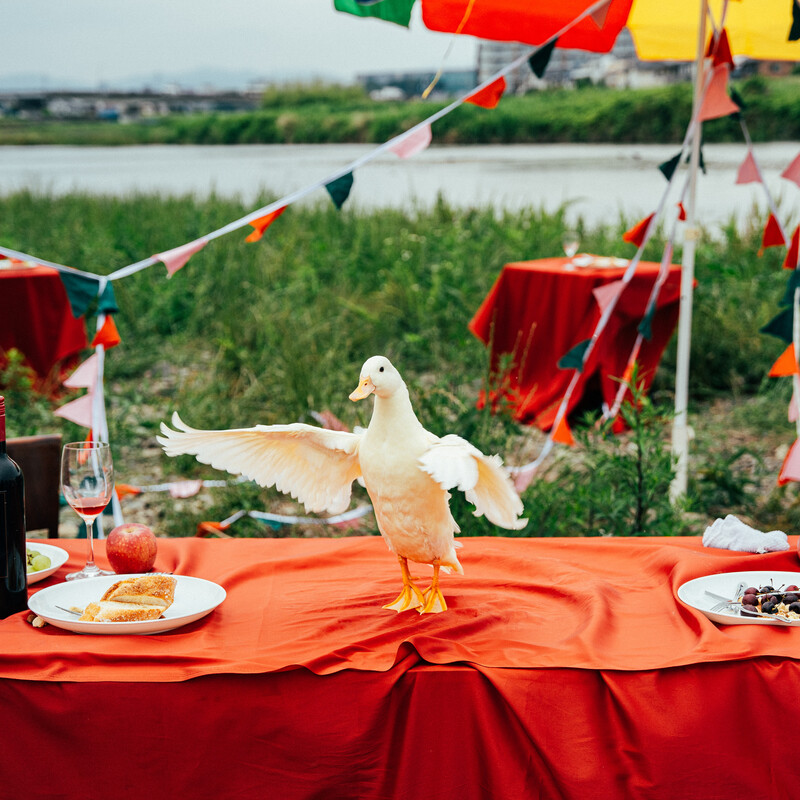 ズーカラデル | ポイントネモ（初回限定盤） | ビクターエンタテインメント