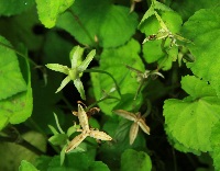 四季の山野草（タチツボスミレ）