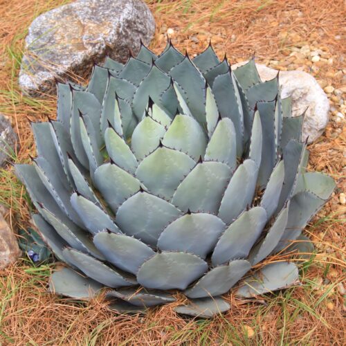 アガベ・パリー トランカータ｜Agave parryi var. truncata | DESERT INC.