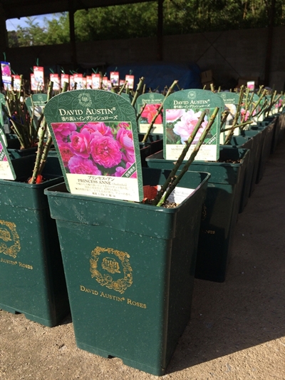 エマ・ブリッジウォーター(Ausb44a16)（大苗） 7号鉢植え