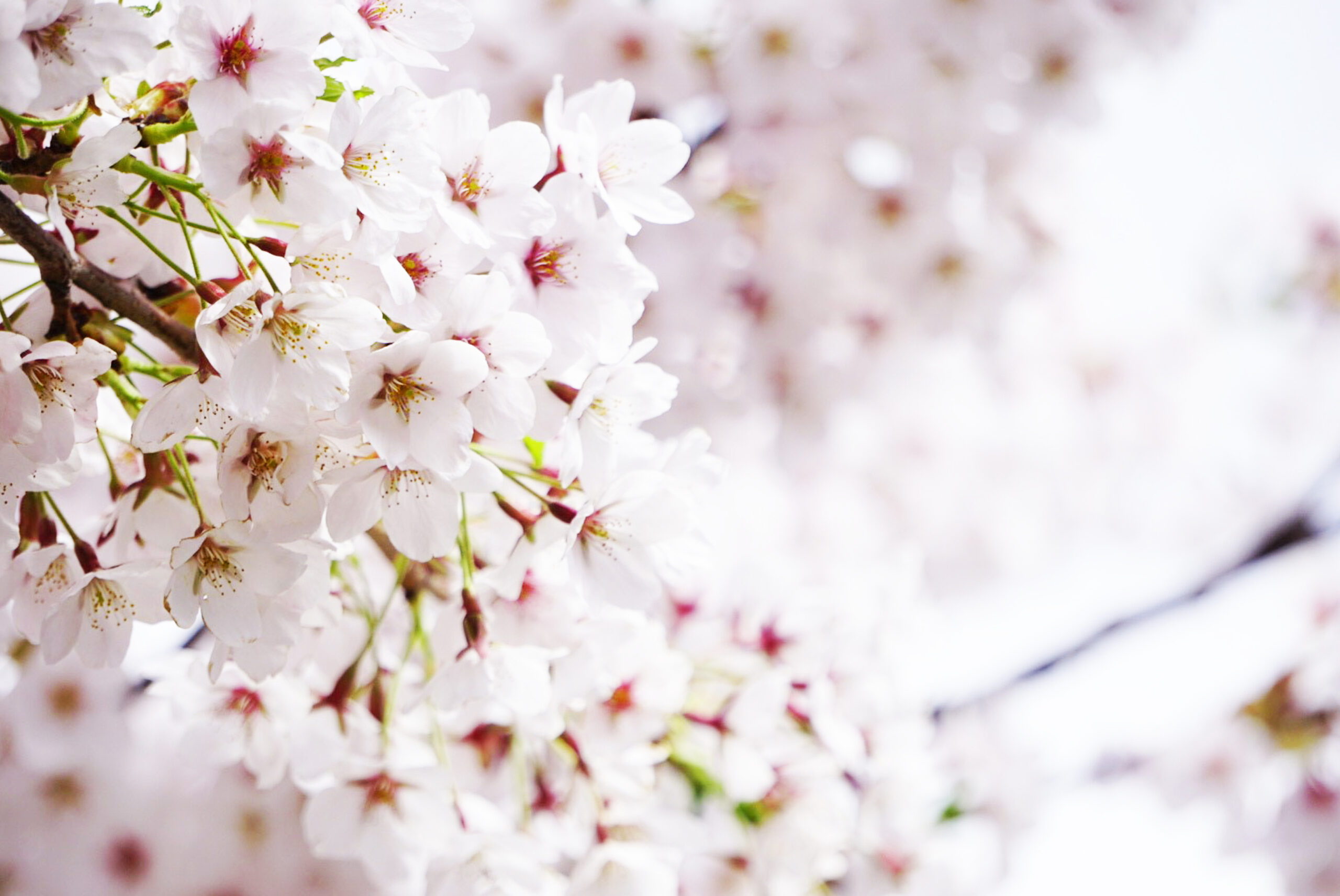 小樽の桜スポット ｜ オルゴール専門店「オルゴール堂」