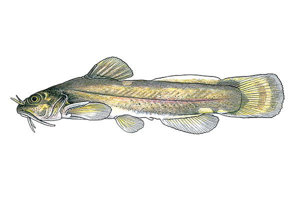 U.S. Fish and Wildlife Service declares Scioto madtom, a fish