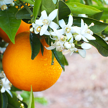 スィート・オレンジ-精油の販売店 - オレンジフラワー