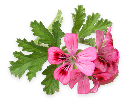 ゼラニウム・ブルボン-精油の販売店 - オレンジフラワー