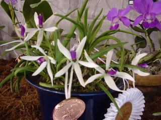 世界らん展日本大賞2003 原種カトレア Japan Grand Prix