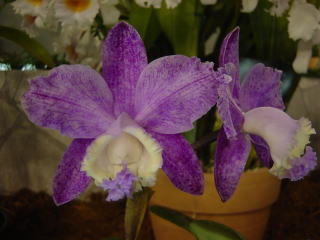 世界らん展日本大賞2003 原種カトレア Japan Grand Prix