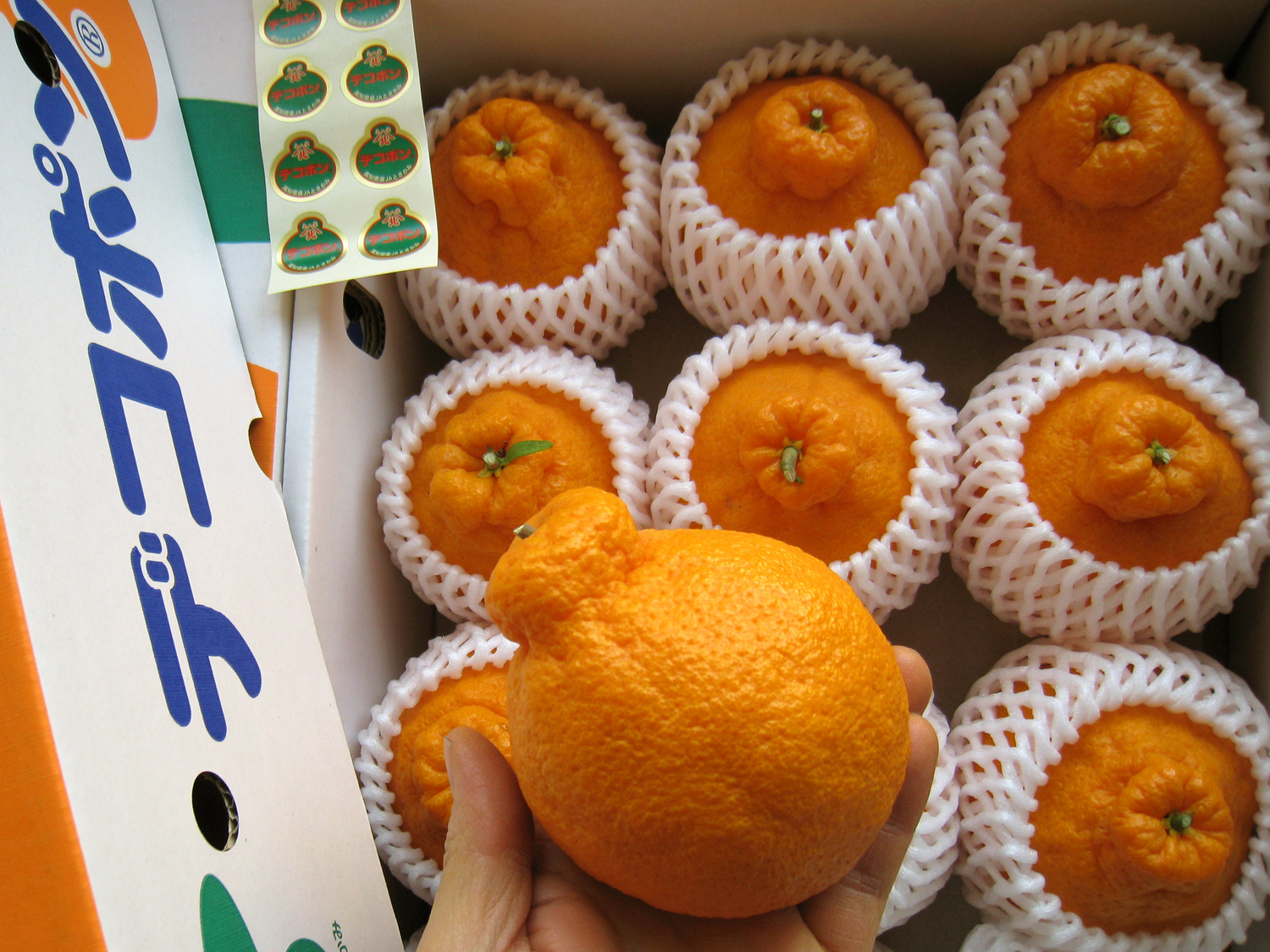 山北産でこぽん（R）（熊本認可） | オレンジハートのくだもの屋