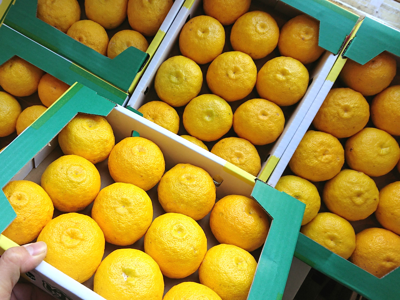 高知県産 ゆず玉（青玉、黄玉）柚子 | オレンジハートのくだもの屋