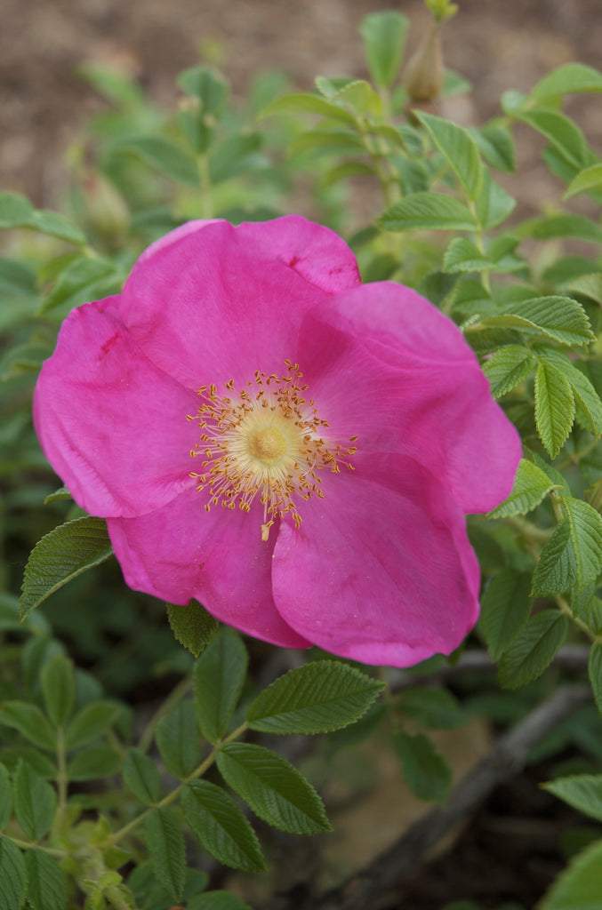 Rosa rugosa Raspberry Rugostar® PP15937 (pink) – Loen Nursery, Inc.