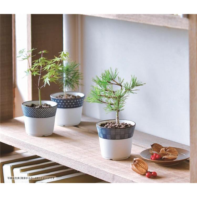 染付小紋 盆栽栽培セット 赤松: キャラクター・バラエティ雑貨