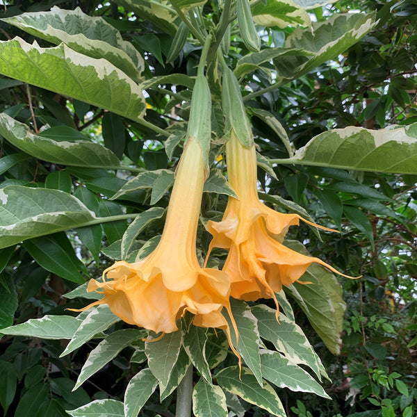 variegated_brugmansia_orange_g