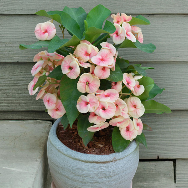 euphorbia_approve_grande.jpg?v