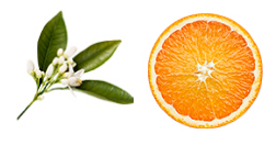 マリア ギャラン クリーム｜ホームケア製品｜ラフォーレ