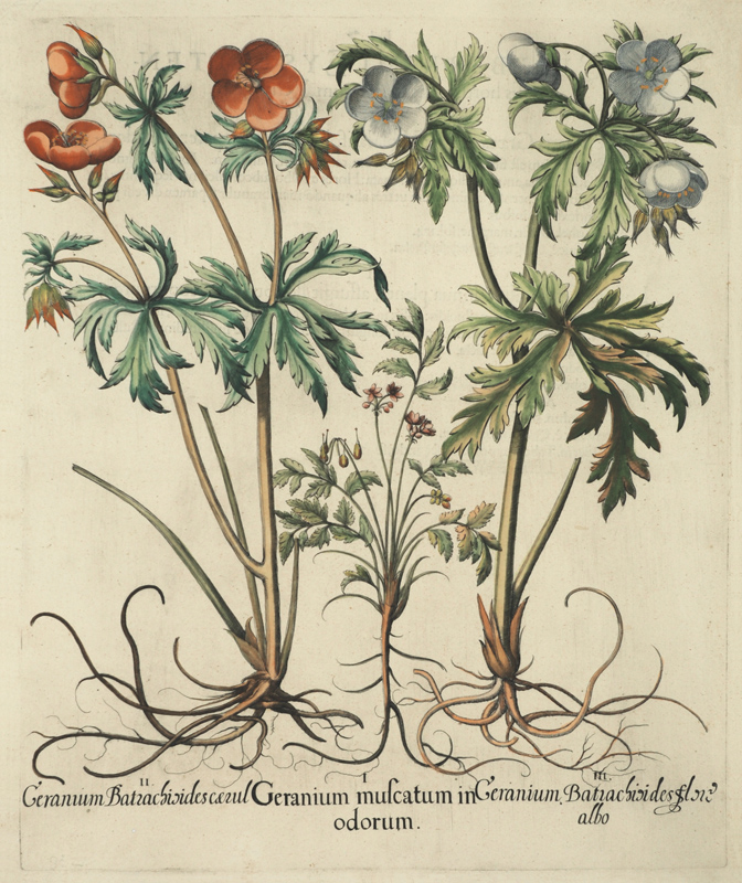 ボタニカルアート展