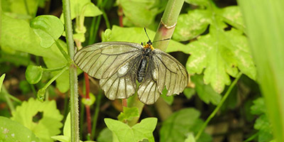 ウスバシロチョウ ｜ 私が関わった生き物たち-東邦大学薬草園技術員40