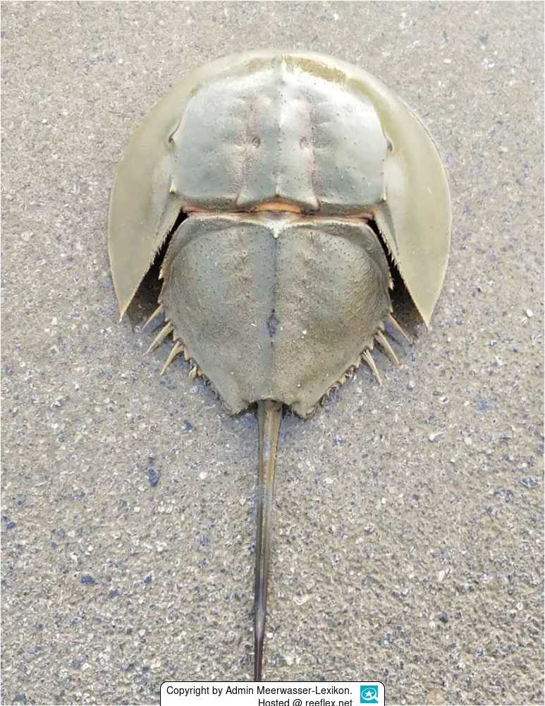 Tachypleus tridentatus Japanese Horseshoe Crabs, Chinese Horseshoe