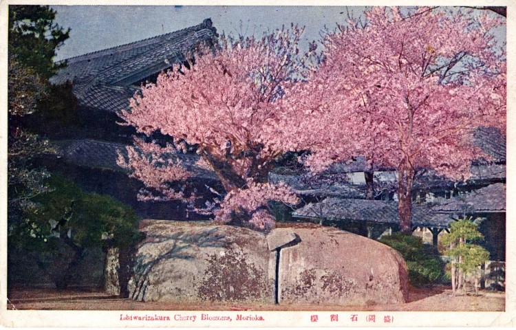 特別展「石割桜に魅せられて」＜終了しました＞- 盛岡てがみ館