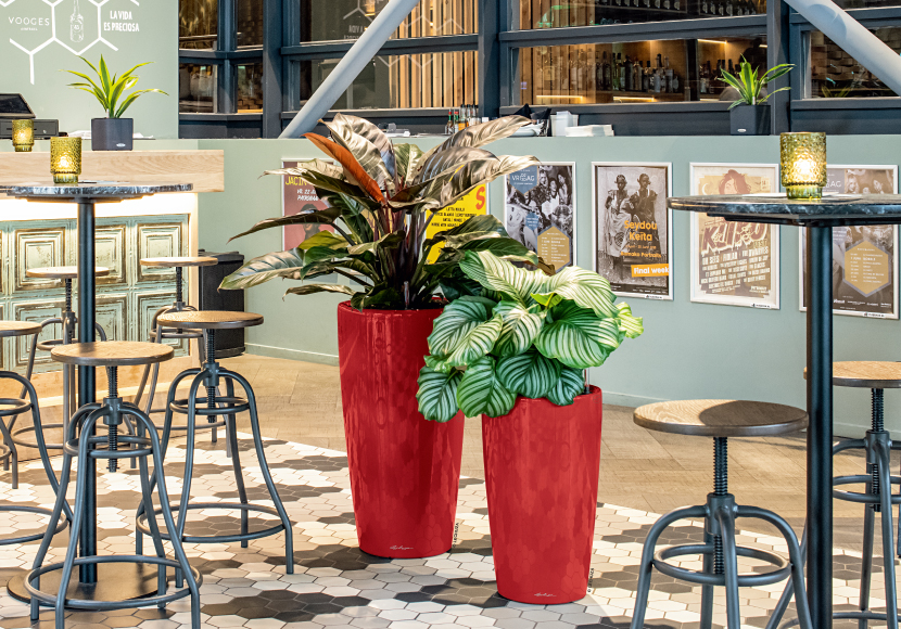 ロンド | レチューザ・プレミアム | 松尾貿易商会