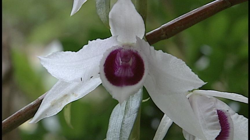 野生ランの世界 - MAXAM