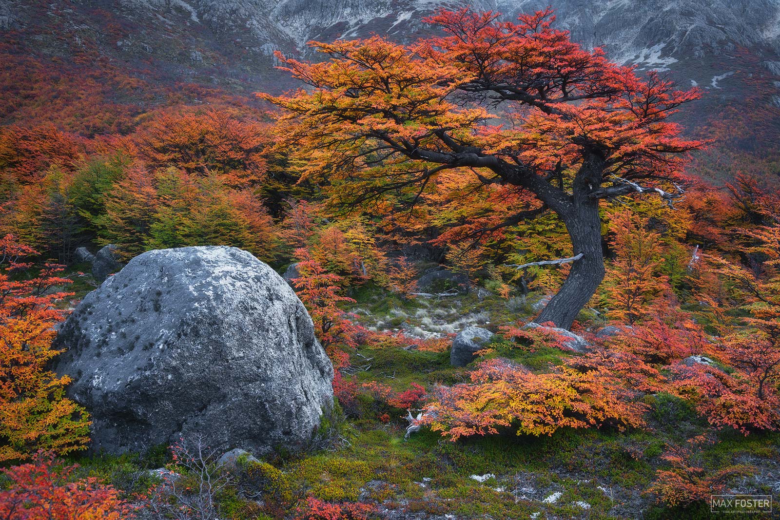 Adorned | Lenga Tree | El Chalten, Argentina | Max Foster Photography