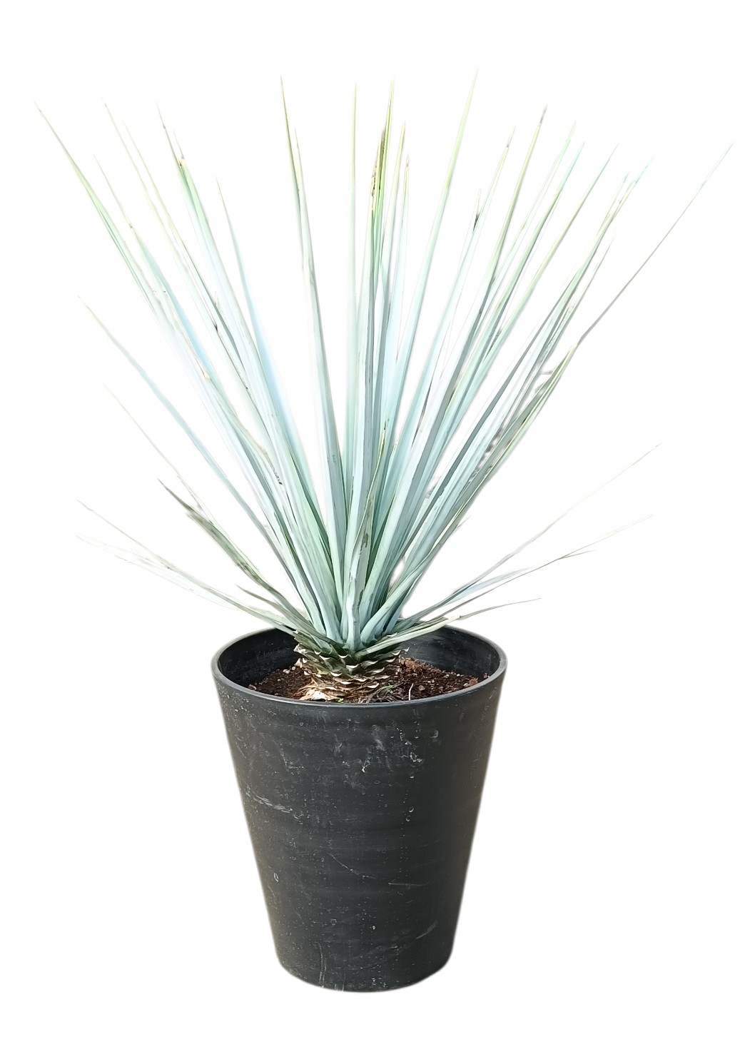 ユッカ リギダ 8号サイズ | HITOTOKI by MAKIMO PLANT