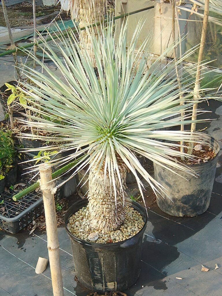 ユッカ ロストラータ 【公式通販】