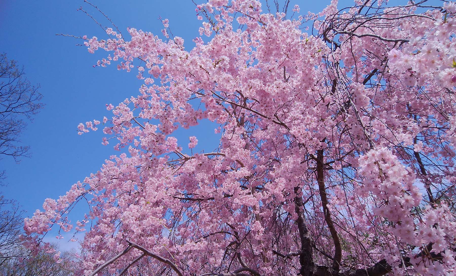 小諸八重紅枝垂という名の桜 | ギャラリーまきの 信州の木製品と美術